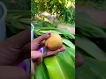 Jambu biji merah #viralvideo