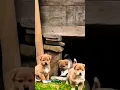 Download Lagu Anak Anjing Lucu II Anak Anjing Sangat Lucu Menggonggong #shorts #viral #anjinglucu