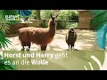 Download Lagu Lama Horst und Alpaka Harry bekommen eine Sommerfrisur (Folge 155) | Elefant, Tiger \u0026 Co. | MDR
