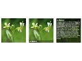 CSS - Show Text Over An Image On Hover Without JavaScript With And Without Footer Text
