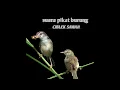 Download Lagu suara pikat burung ciblek sawah, ini yang di cari\