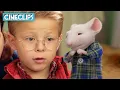 Download Lagu George Meets Stuart For The First Time | Stuart Little | CineStream