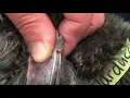 How to Remove a Tick from Your Pet MedVet