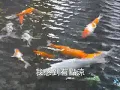 北風 - 張鎬哲
