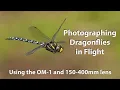 Dragonflies and damselflies in flight with the Amazing OM-1 and 150-400mm lens