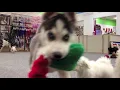 Who let the dogs out?