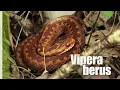 Herping for Vipera berus