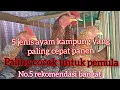 Download Lagu 5 jenis ayam kampung yang paling cepat pertumbuhan dan panen.