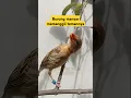 Download Lagu suara panggilan burung manyar memanggil temannya #videoshort #birds #burungmanyar