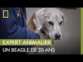 This 20-year-old beagle appears to be in a lot of pain THE INCREDIBLE DR POL