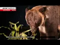 Download Lagu Bear attacks spark fear in JapanーNHK WORLD-JAPAN NEWS