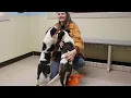 Puppies Galore Alert