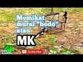 Download Lagu Memikat murai \