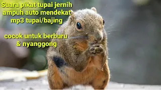 Download Suara pancingan Tupai atau Bajing ||Suara pikat tupai || Suara bajing pikat || sound squirrel MP3