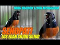 Download Lagu Murai Blorok gaya main NYOSOR - NYOSOR isian mewah cocok untuk memancing emosi |  shama bird song