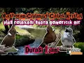 Download Lagu masteran cililin vs masteran ciblek kristal ngebren jernih