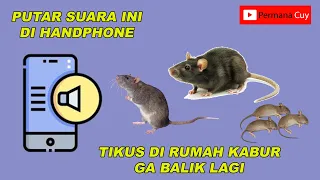 Suara Pengusir TIKUS Dijamin Ampuh !!!