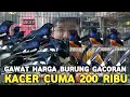 Download Lagu GAWAT !!!  HARGA KACER GACORAN CUMA 200 RIBU MURAI BATU GACOR 800 RIBU DI PASAR BURUNG PRAMUKA 