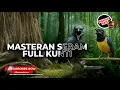 Download Lagu 🔴Masteran Kunti Kasar Cucak Cungkok Gacor vs Srigunting Abu Abu Gacor Panjang
