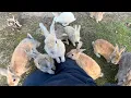 Download Lagu Maar liefst 600 konijnen! Reis naar het beroemde Konijneneiland in Japan🐰