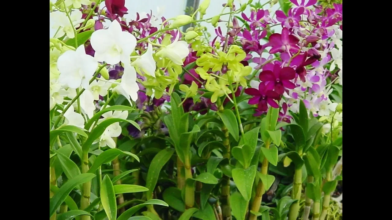 COMO CUIDAR DE ORQUIDEAS DO JEITO CERTO CONHEÇA AS ESPÉCIES RARAS DE ORQUÍDEAS