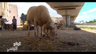 علوش العيد عند زياد ولد المكي الكبش ب3 ملاين 