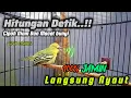 Lagu Pancingan Pikat Sirtu Gacor Cuma Hitungan Detik Cipoh Diam \u0026 Macet Bunyi 💯% Jamin Langsung Nyaut✅️‼️