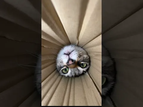 見つかってしまったエサ目線になれる映像#shorts