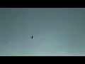 Christopher Elliott - Gliding Bird [Official Audio]