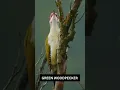 Download Lagu Green woodpecker bird sound #birds #bird #nature #birdsounds