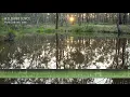 Download Lagu Pobblebonk Dam - Eastern Banjo Frogs calling along with native Australian birdsong