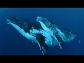David Attenborough: Nature’s Most Fascinating Creatures | Free Documentary Nature