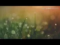 Download Lagu AMPUH!!! - suara pikat burung melinjo