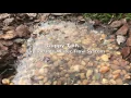 Gutter Guppy and Guppy Tails