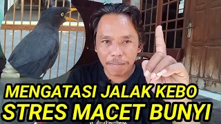 overcoming the mynas problem of making a sound ll overcoming the mynas stress