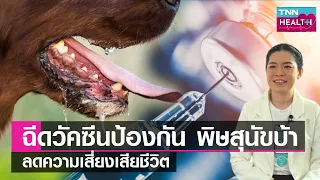 โรคพิษสุนัขบ้าระบาดมากในช่วงหน้าร้อนเพราะเหตุใด