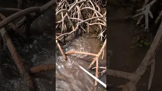 Island Survival with a Hand Spear 🔱