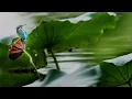 หยุดท้อ - เคียส