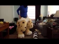 Download Lagu Fauna Fursuit Suit Up!