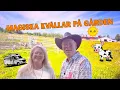 Download Lagu Stoppet som stal våra HJÄRTAN - Livet på GÅRDEN i TORNEDALEN!