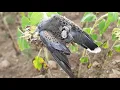 Download Lagu ÜVEYİK AVI 2019-2 / DOVE HUNTİNG / SHOTKAM GUN CAMERA