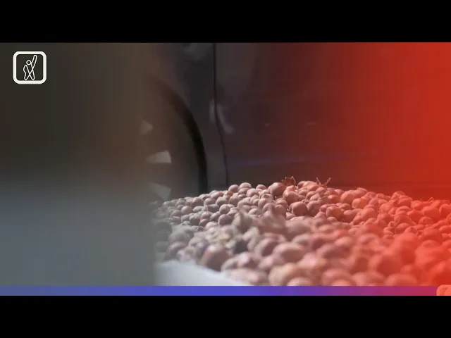 თხილის კრეფის სეზონი - ფერმერების პრობლემები