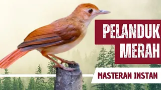masteran pelanduk semak merah gacor full isian