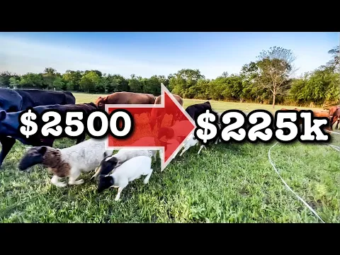 Download MP3 INVESTING $2500 for $225K RETURN | Farm Business Dorper Sheep Farming Cows MICRO RANCHING FOR PROFIT