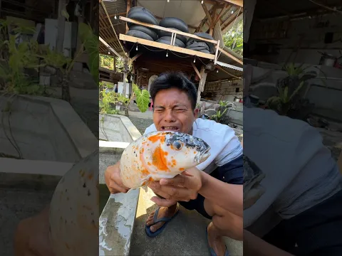 IKAN KOI MANG UNI MENINGGOY