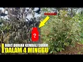 Lagu Tips Karantina Bibit Durian Rontok dan Kering Dalam Pengiriman, Lakukan Ini Sebelum Terlambat  !