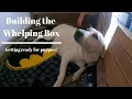 Great pyrenees puppies live birth getting everything ready part 1