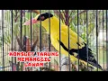 Download Lagu TELER LANTANG MEMANGGIL LAWAN !!! KEPODANG EMAS GACOR LANTANG BONGKAR ISIAN MEMBUAT LAWAN EMOSI