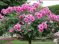 ROSES Nature s GIF IMAGE