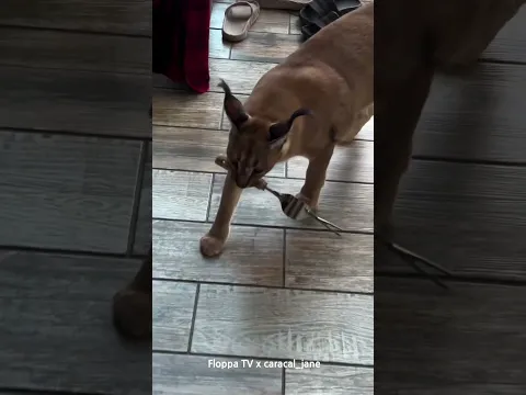 Floppa Jane Wants BBQ #caracal